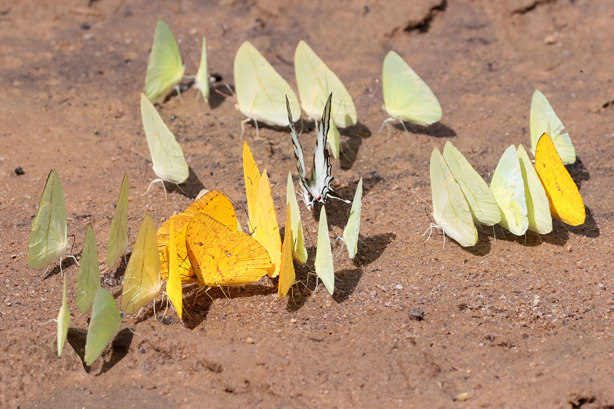 Protographiums en Pieridae (witjes)